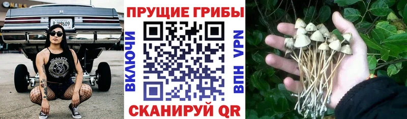 Галлюциногенные грибы мицелий  Бузулук 